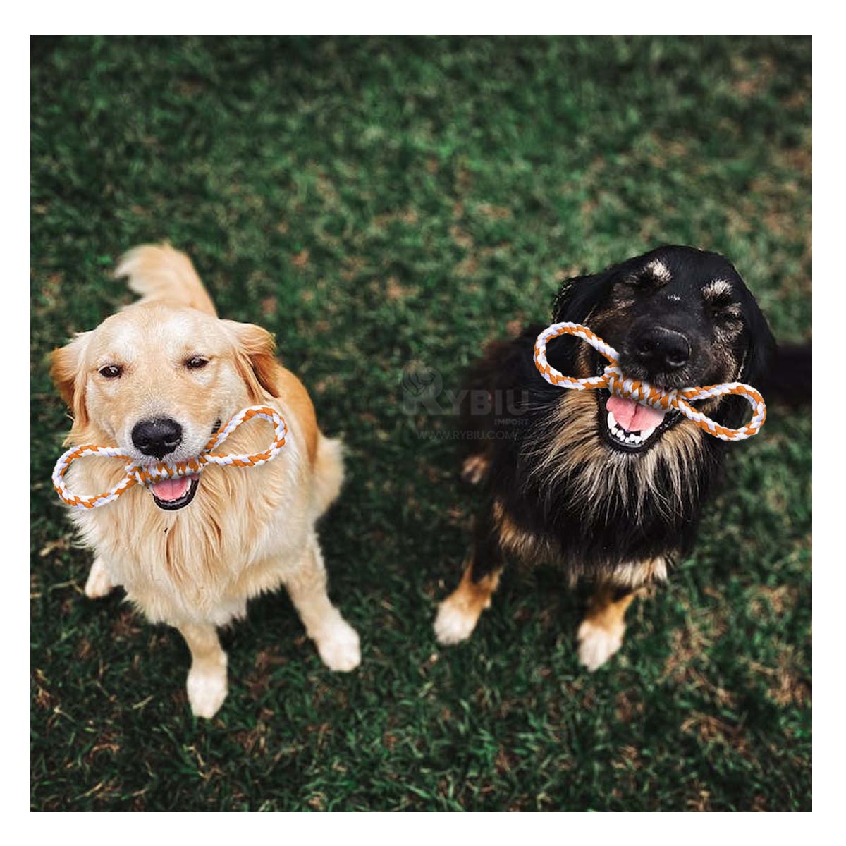 SOGA DINAMICA RYBIU MA31098 PERROS ANARANJADO + GIFT STICKERS - 4