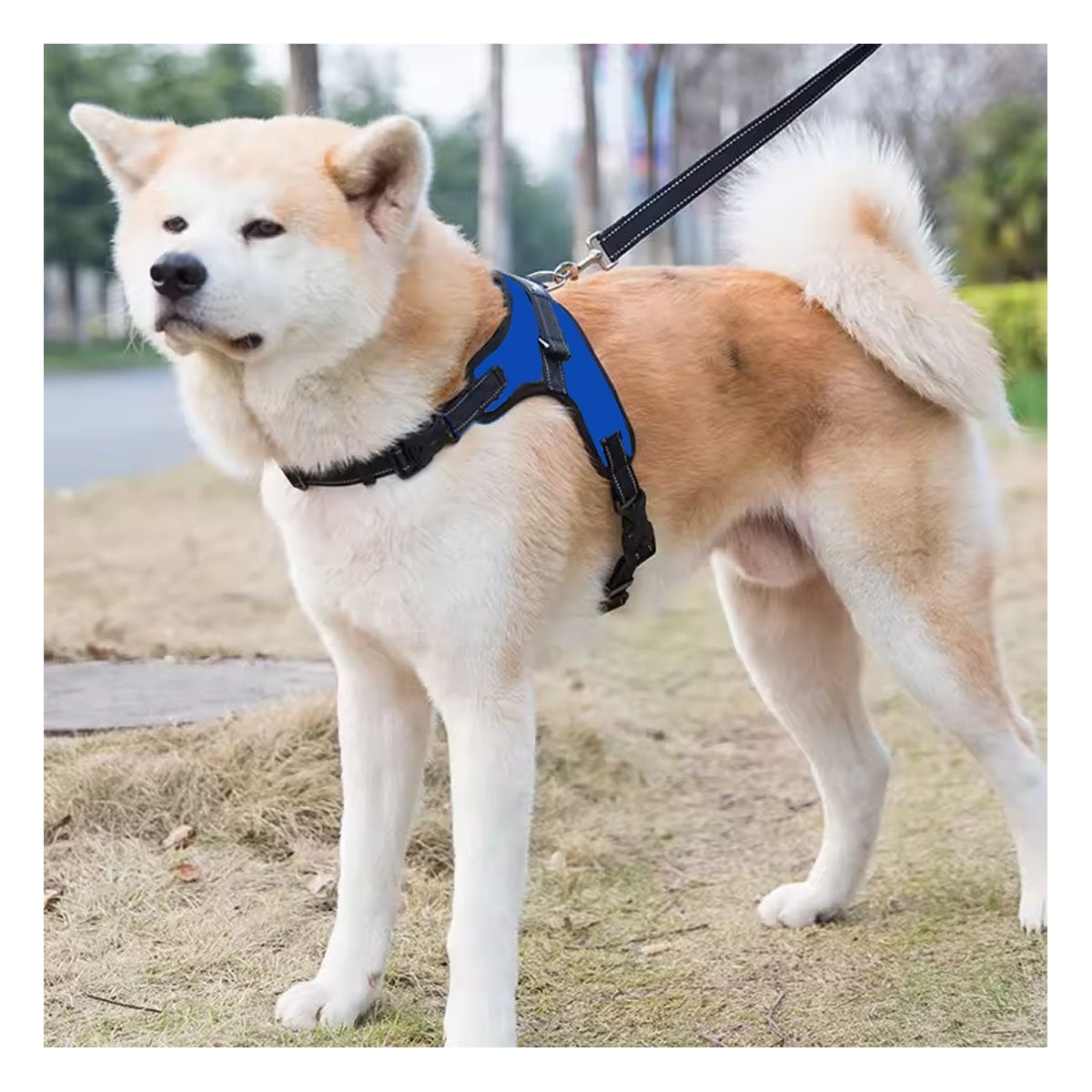 PACK12 ARNES DE USO DIARIO EN H PARA MASCOTA TALLA S COMODO AZUL - 2
