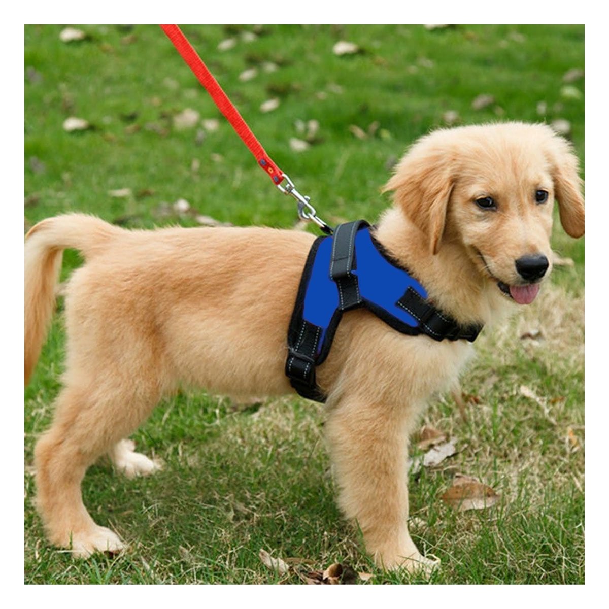 PACK12 ARNES DE USO DIARIO EN H PARA MASCOTA TALLA S COMODO AZUL - 3