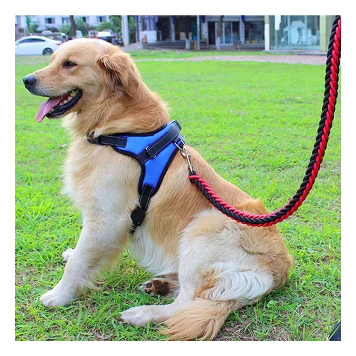PACK12 ARNES DE USO DIARIO EN H PARA MASCOTA TALLA S COMODO AZUL - 5