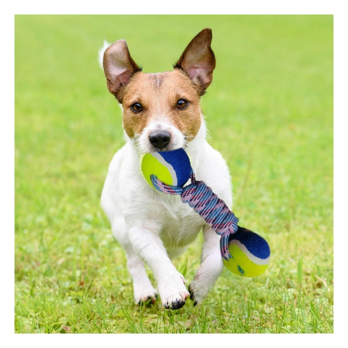 PACK4 OBJETO DE ENTRENAMIENTO CANINO CON PELOTAS DE TENIS AMARILLO CON AZUL Y+REGALO STICKER - 3