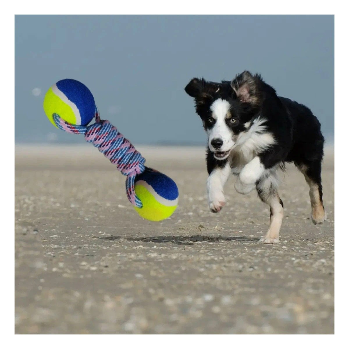 PACK4 OBJETO DE ENTRENAMIENTO CANINO CON PELOTAS DE TENIS AMARILLO CON AZUL Y+REGALO STICKER - 5