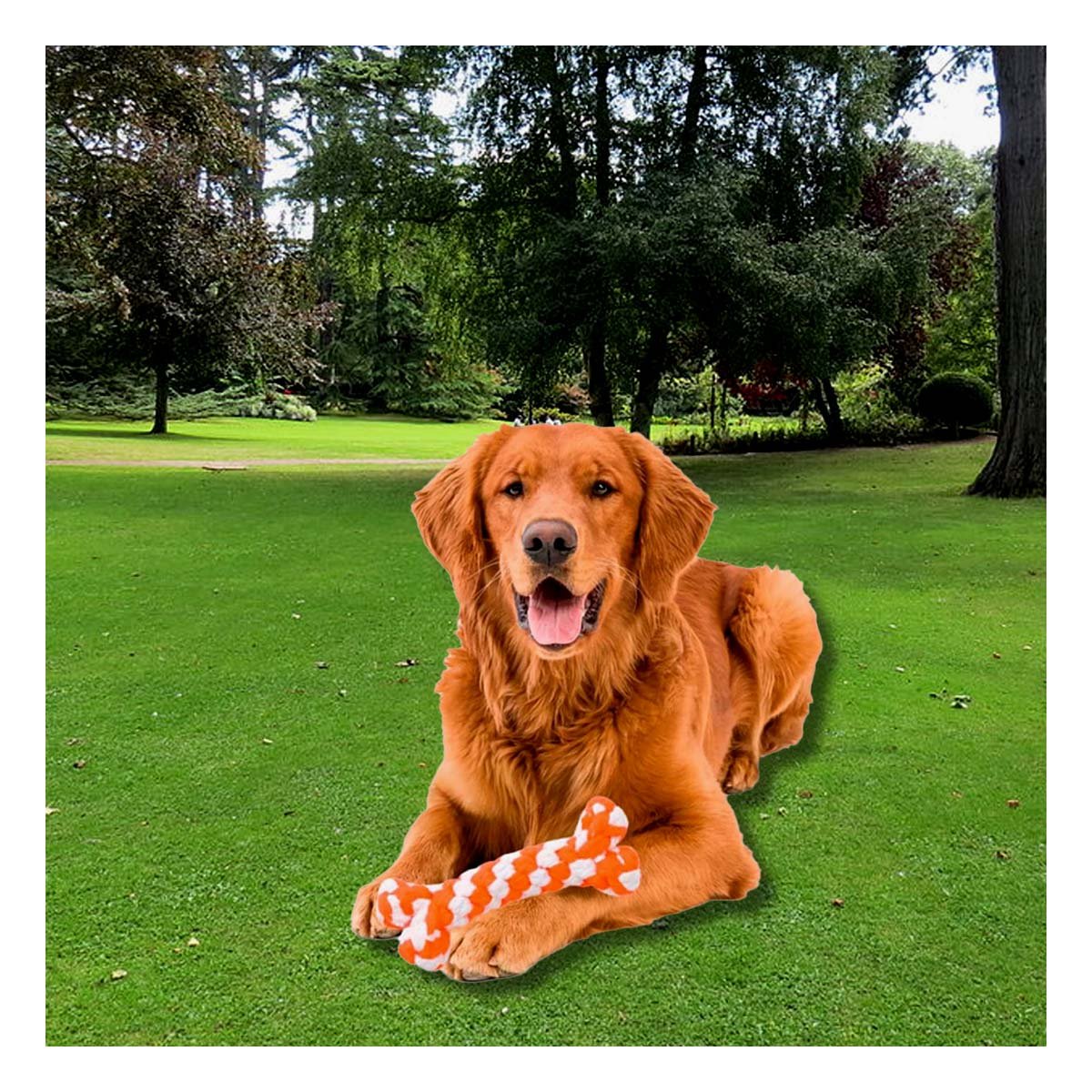 PACK12 JUGUETE PARA PERROS COMPACTO PARA ESPACIOS PEQUENOS NARANJA Y+PAPEL REGALO - 3