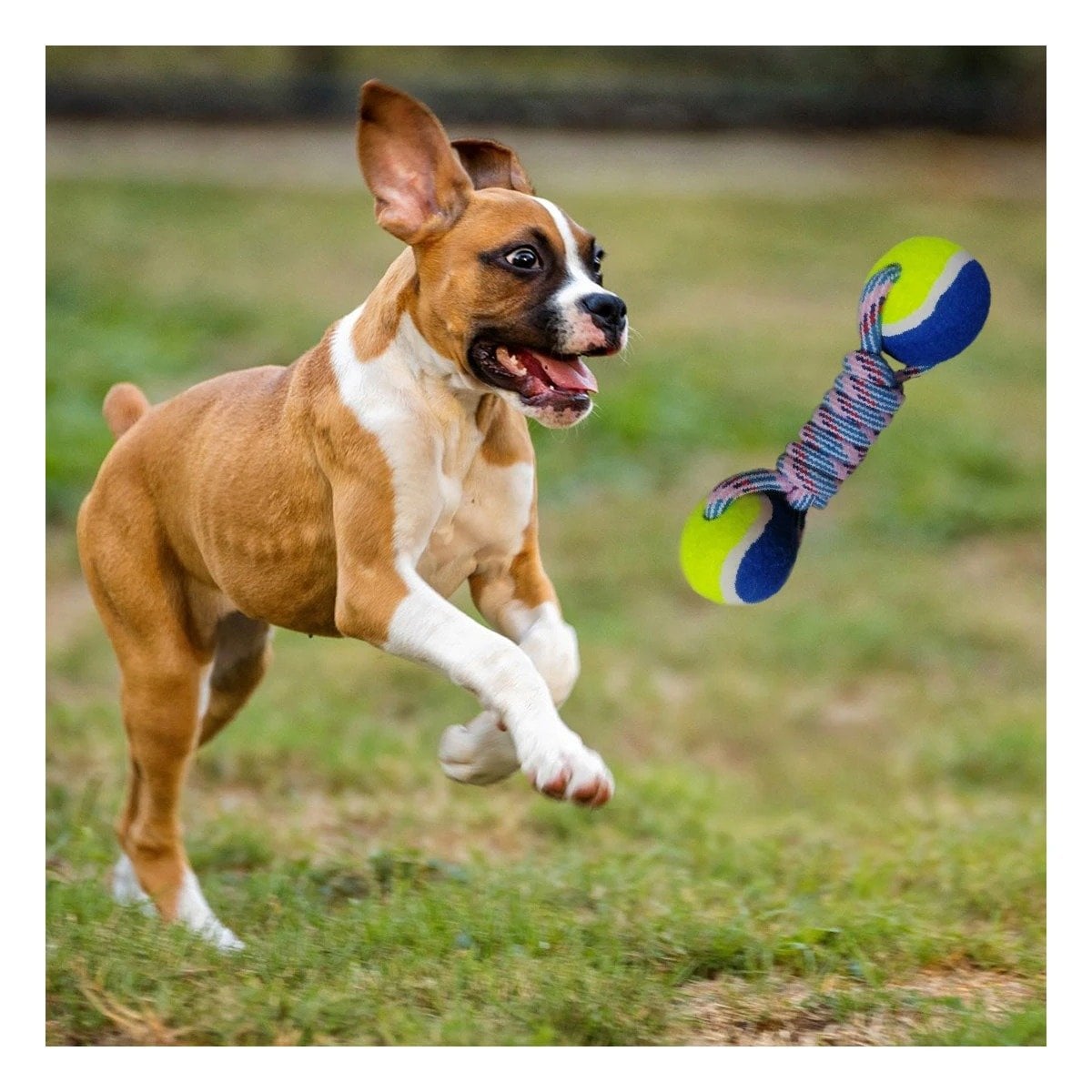 PACK2 ARTICULO RECREATIVO CANINO DOBLE PELOTA CON CUERDA AMARILLO CON AZUL - 2