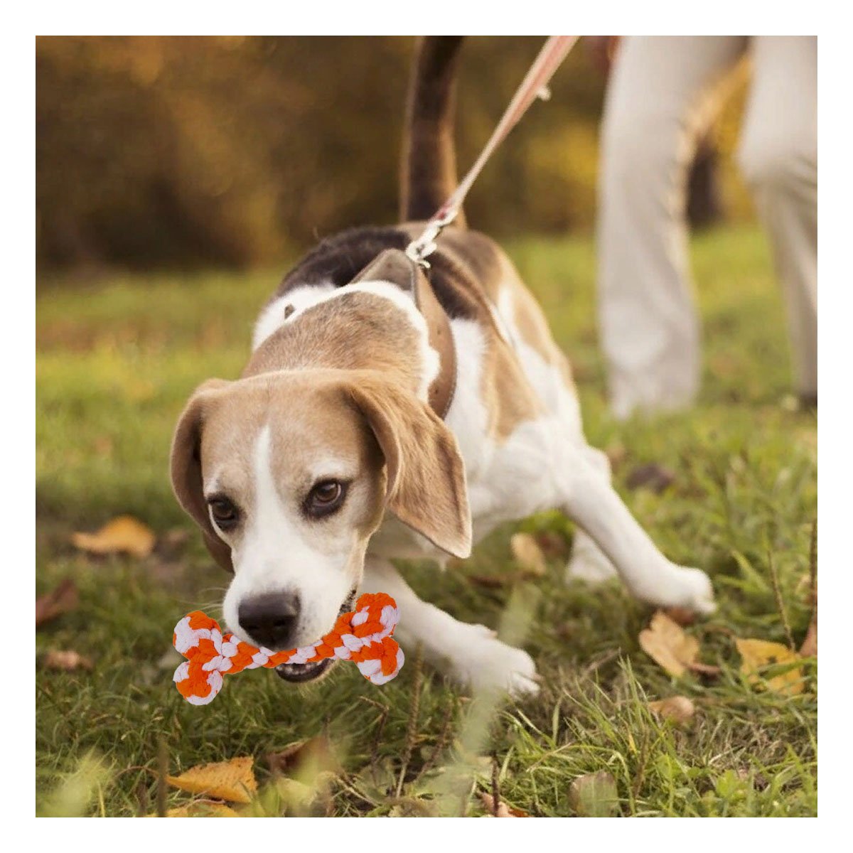 PACK4 OBJETO INTERACTIVO CANINO COMPACTO Y PRACTICO NARANJA - 5