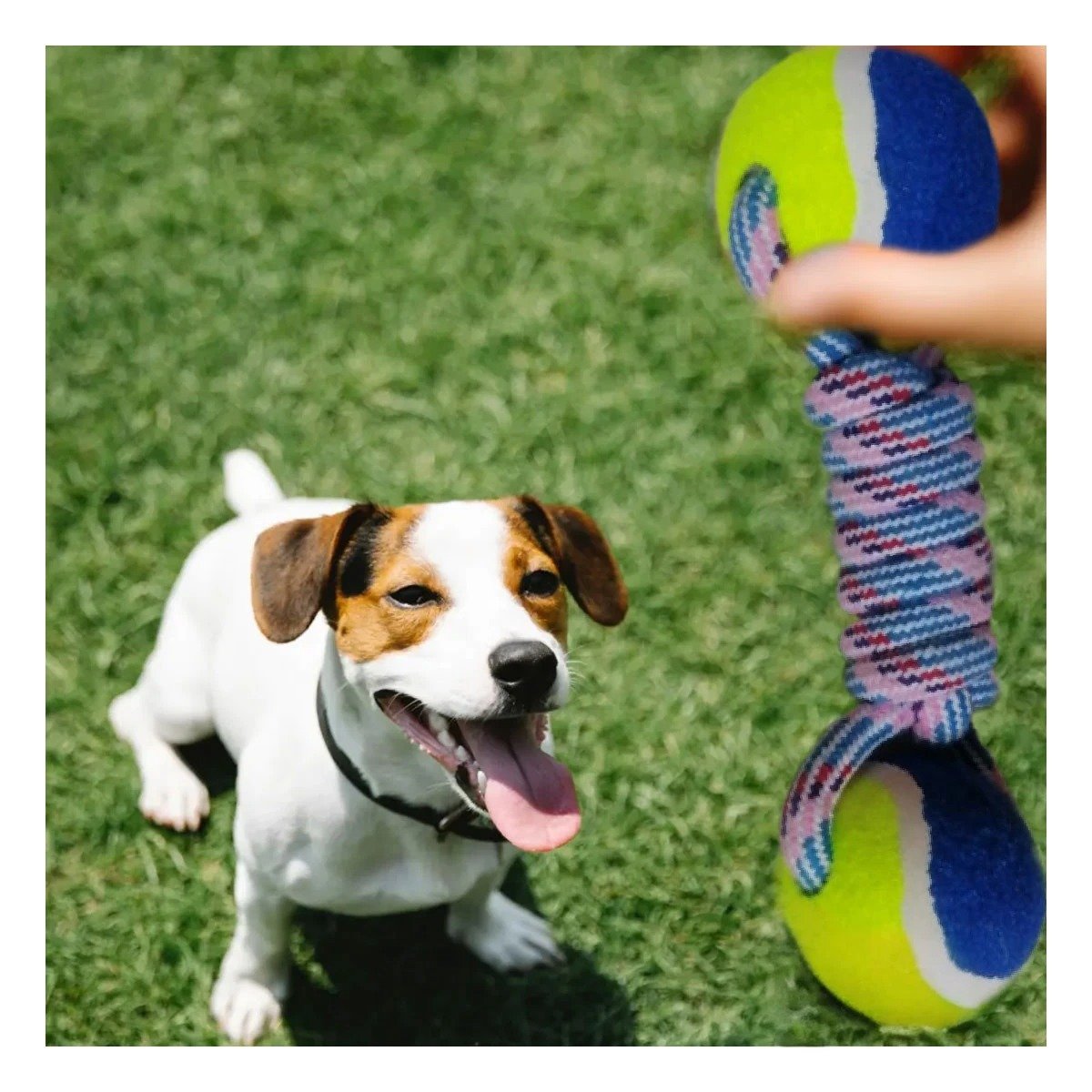 PACK12 OBJETO DE ENTRENAMIENTO CANINO PARA SESIONES DINAMICAS AMARILLO CON AZUL - 3