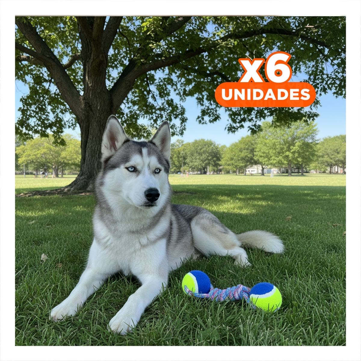 PACK6 OBJETO DE ENTRENAMIENTO CANINO LIGERO Y RESISTENTE AMARILLO CON AZUL Y+REGALO STICKER - 1