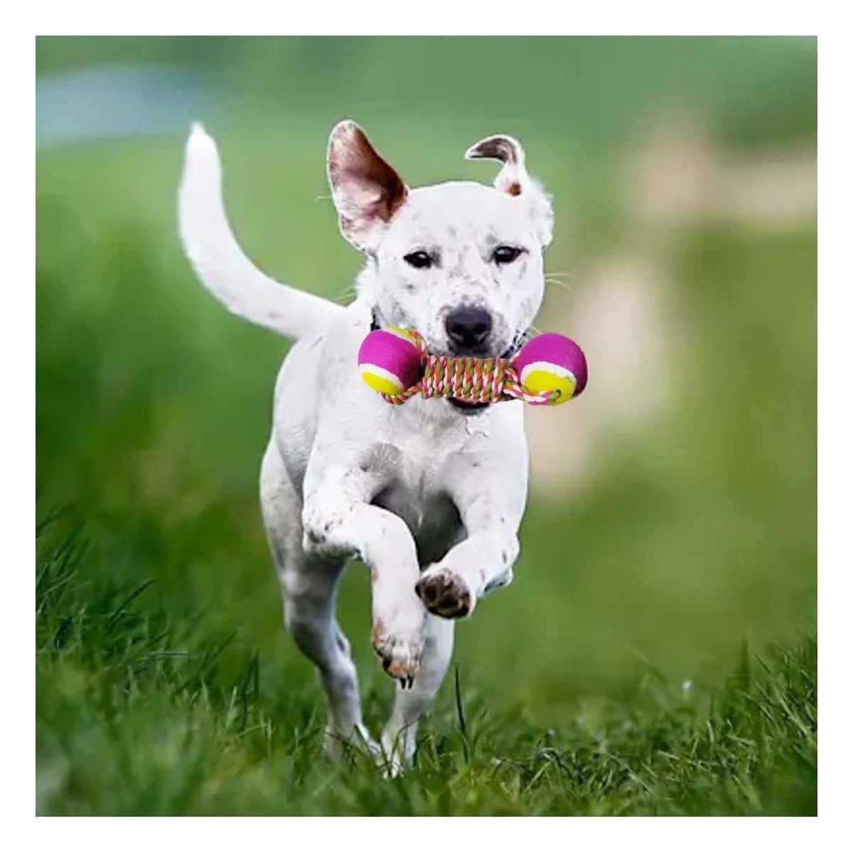 PACK2 CUERDA CON PELOTAS BICOLOR PARA JALAR Y CORRER ROSADO CON AMARILLO - 3