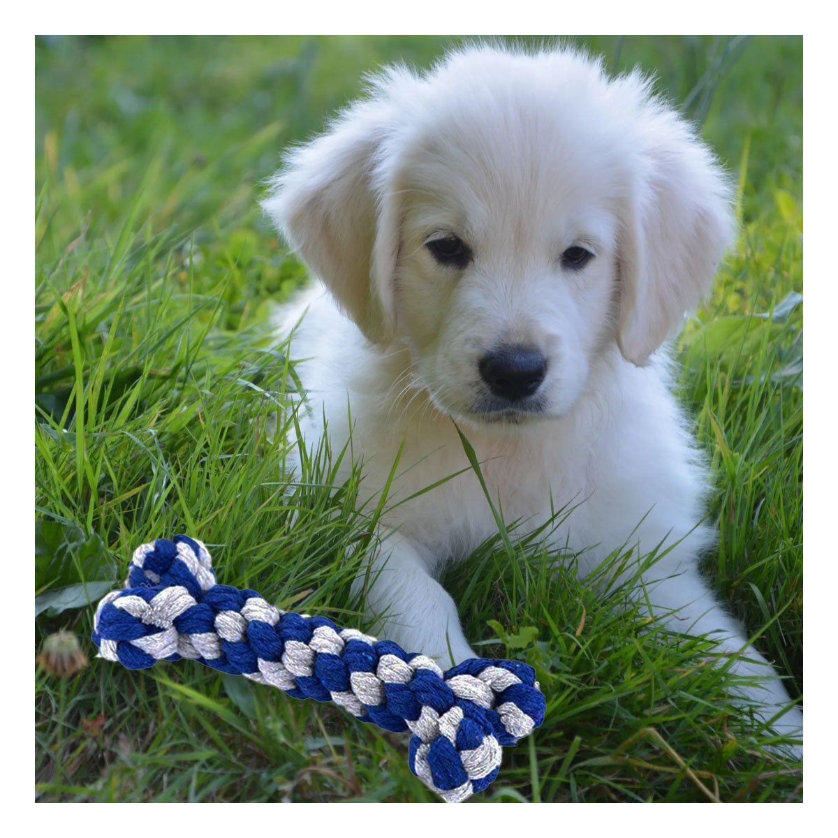 PACK4 ELEMENTO DE JUEGO PARA PERROS PARA INTERACCION AZUL - 5
