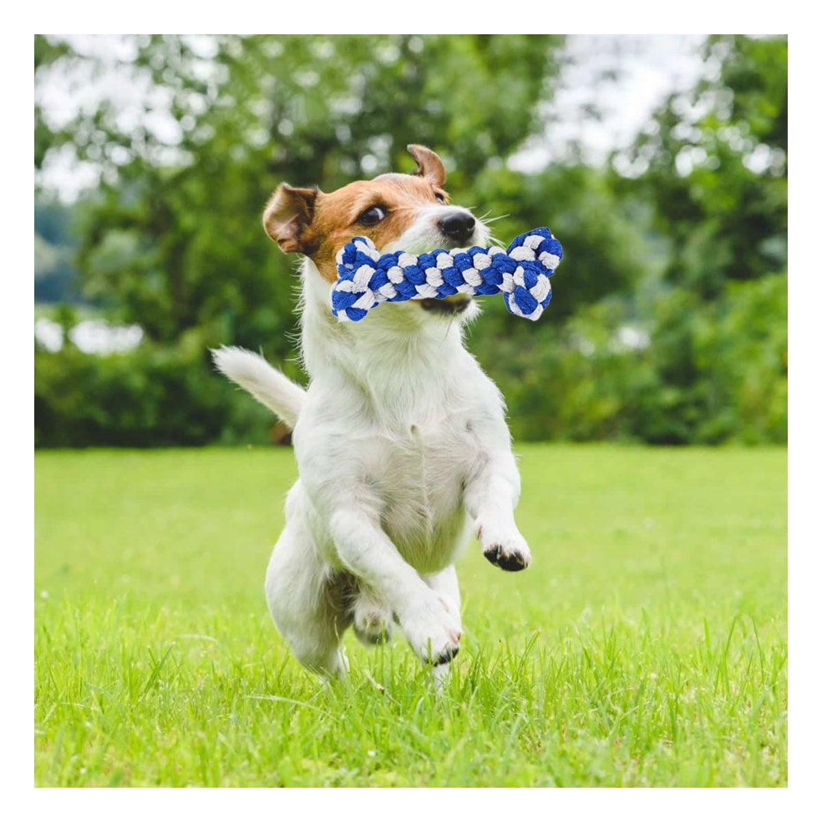 PACK12 OBJETO INTERACTIVO CANINO COMPACTO Y PRACTICO AZUL - 3
