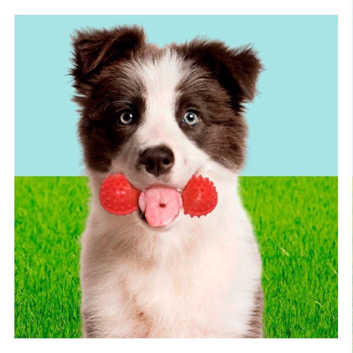 PACK6 HERRAMIENTA ROJO PARA MASCOTAS FORMA DE PESA CON PUNTAS RESISTENTES Y+REGALO STICKER - 5