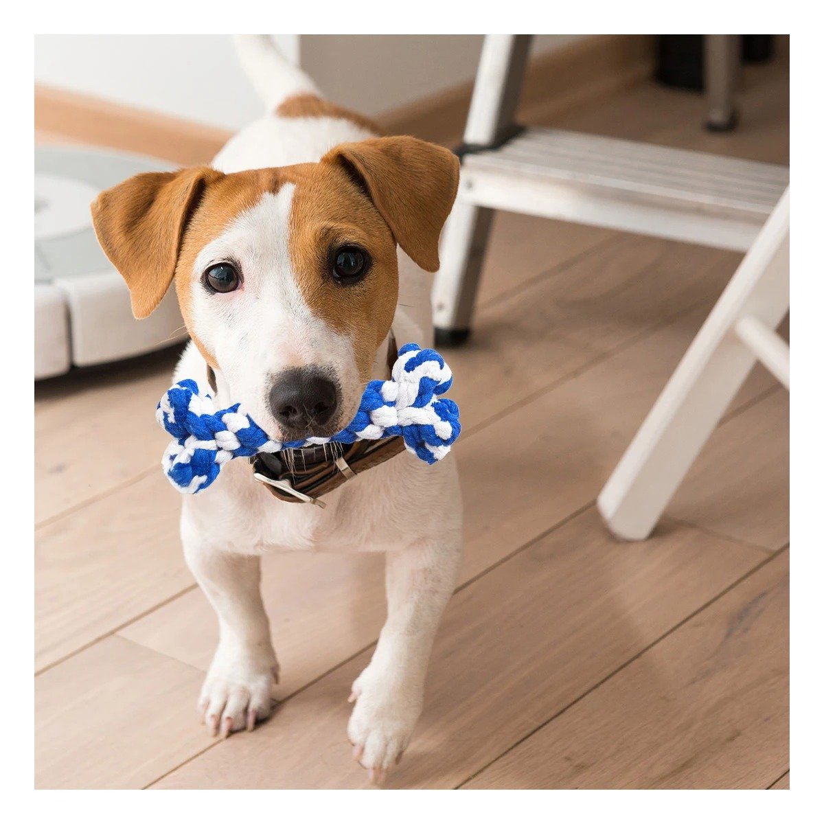 PACK4 ELEMENTO DE JUEGO PARA PERROS RESISTENTE DE USO FRECUENTE AZUL Y+PAPEL REGALO - 2