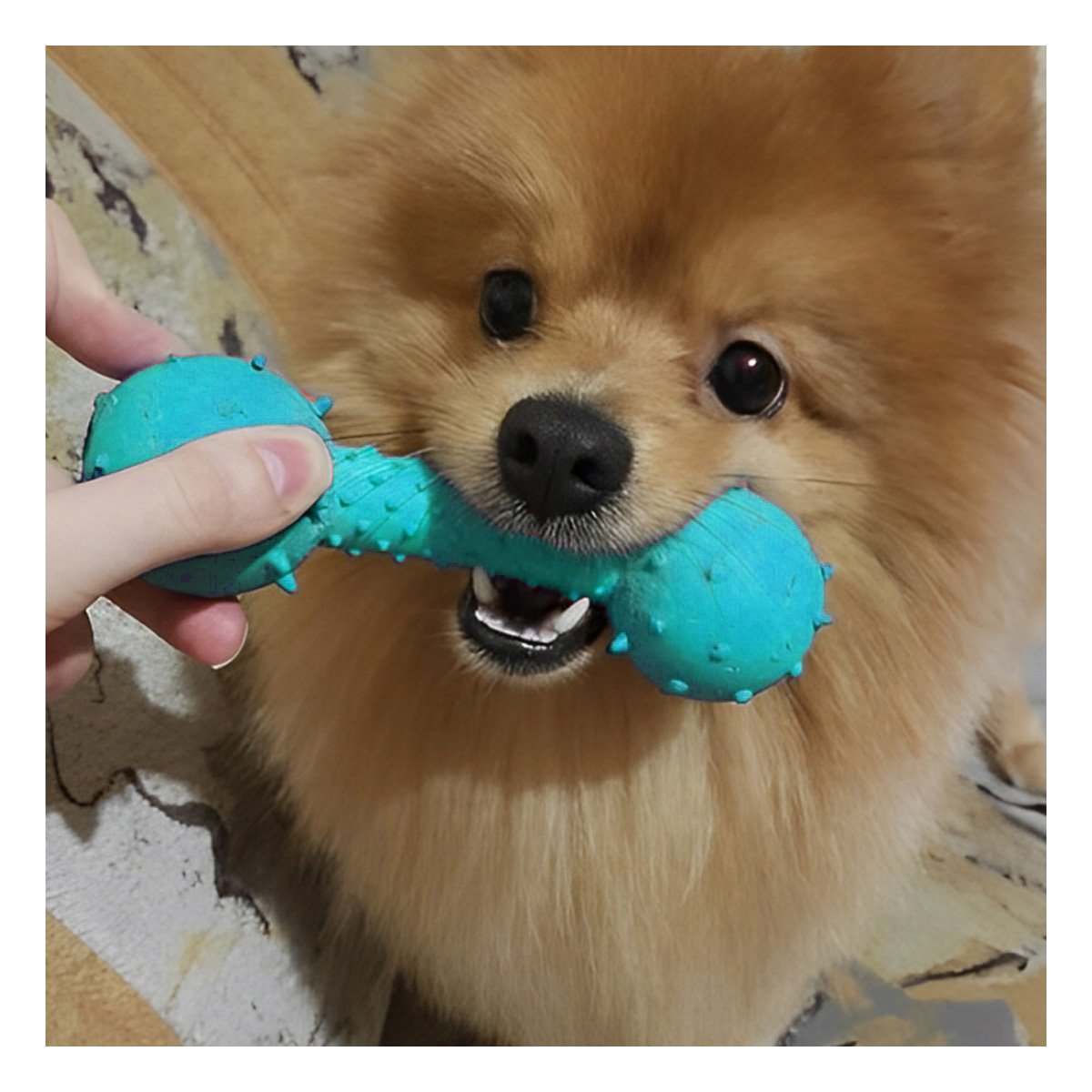 PACK6 APARATO VERDE AGUA PARA MASCOTAS FORMA DE PESA SEGURO Y DIVERTIDO Y+PAPEL REGALO - 2