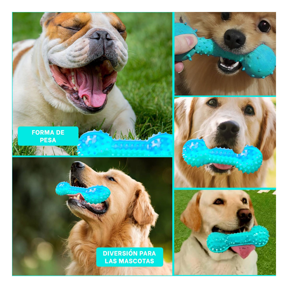 PACK4 APARATO INTERACTIVO VERDE AGUA PARA MASCOTAS FORMA DE PESA RESISTENTE Y+REGALO STICKER - 2