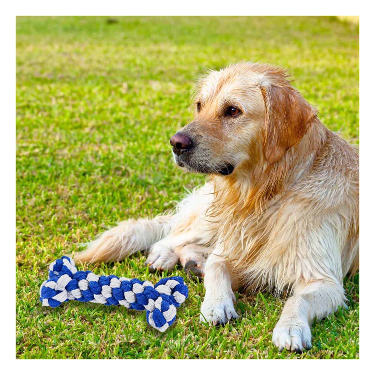 PACK12 JUGUETE PARA PERROS COMPACTO PARA ESPACIOS REDUCIDOS AZUL Y+REGALO STICKER - 3