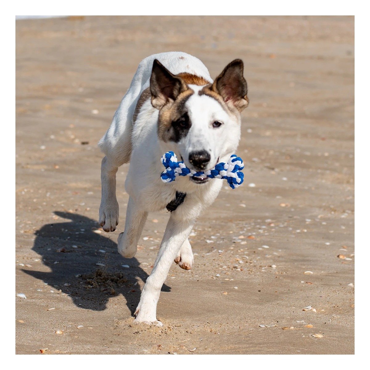 PACK4 OBJETO INTERACTIVO CANINO EN DISENO DE HUESO AZUL Y+REGALO STICKER - 3