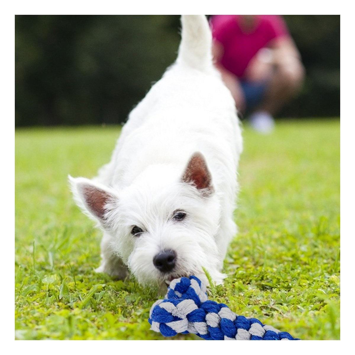 PACK12 JUGUETE PARA PERROS DISENO TRENZADO DE ALTA DURABILIDAD AZUL Y+PAPEL REGALO - 3