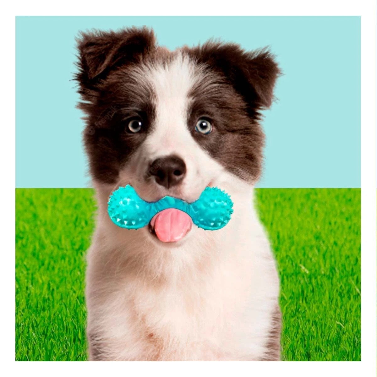 PACK2 KIT PEQUENO VERDE AGUA PARA MASCOTAS PESA CON PUNTAS DIVERTIDO Y+PAPEL REGALO - 2