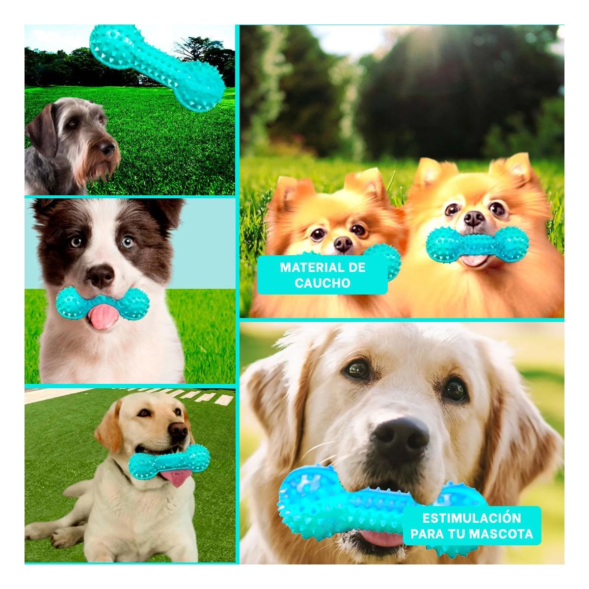 PACK2 KIT PEQUENO VERDE AGUA PARA MASCOTAS PESA CON PUNTAS DIVERTIDO Y+PAPEL REGALO - 3