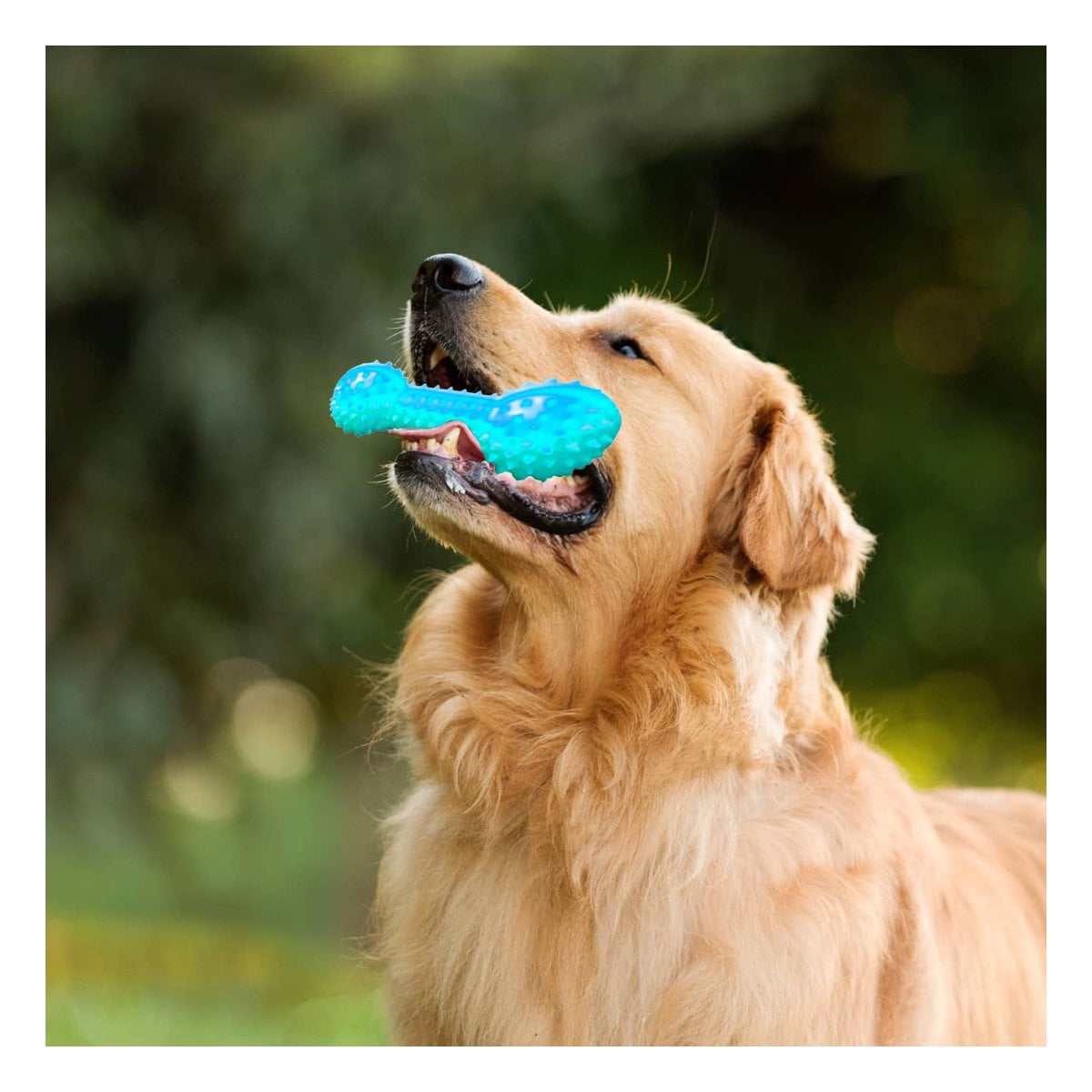 PACK6 HERRAMIENTA VERDE AGUA PARA MASCOTAS FORMA DE PESA CON PUNTAS Y+REGALO STICKER - 3