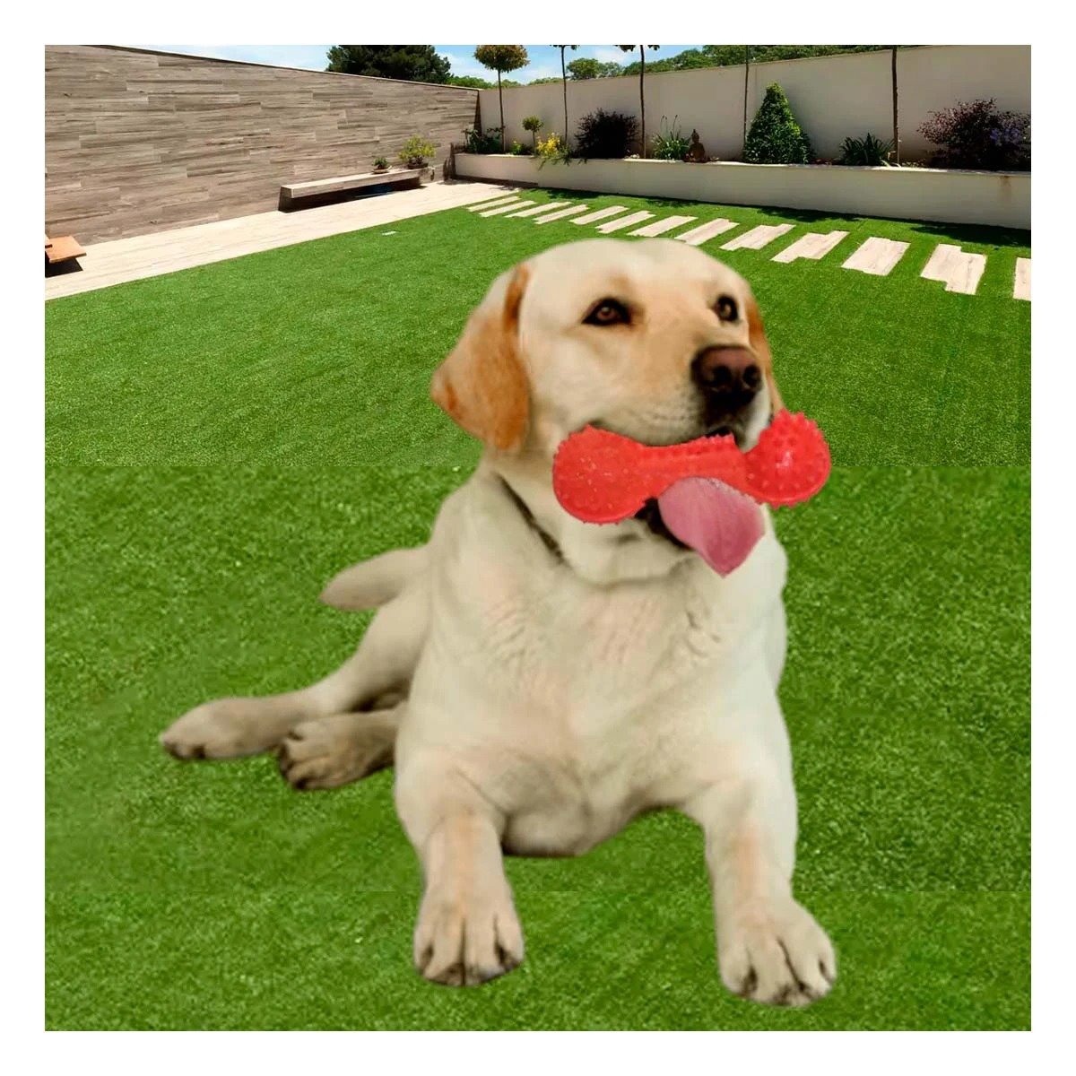 PACK4 APARATO INTERACTIVO ROJO PARA MASCOTAS FORMA DE PESA RESISTENTE Y+REGALO STICKER - 5