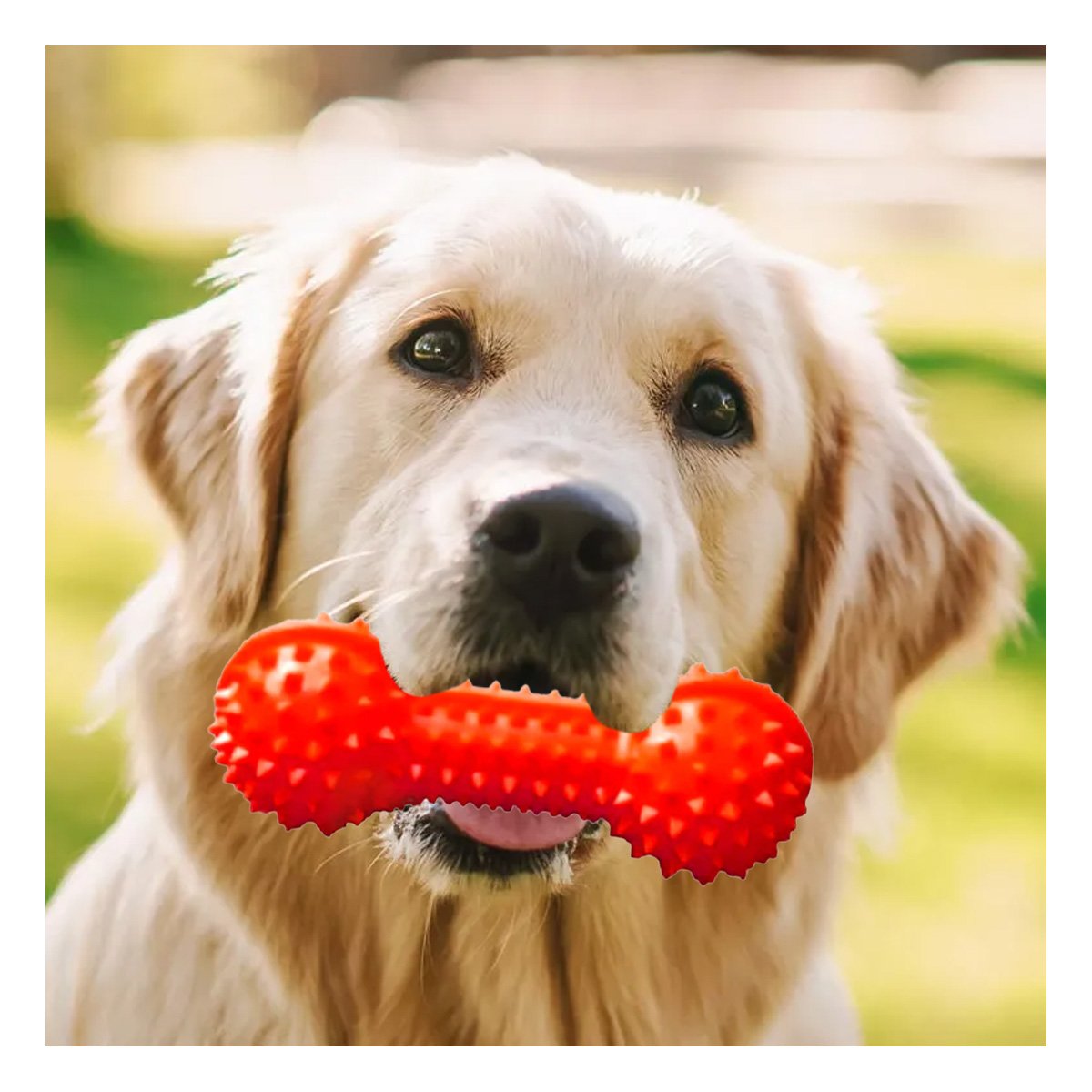 PACK6 APARATO ROJO PARA MASCOTAS FORMA DE PESA SEGURO Y DIVERTIDO Y+PAPEL REGALO - 2