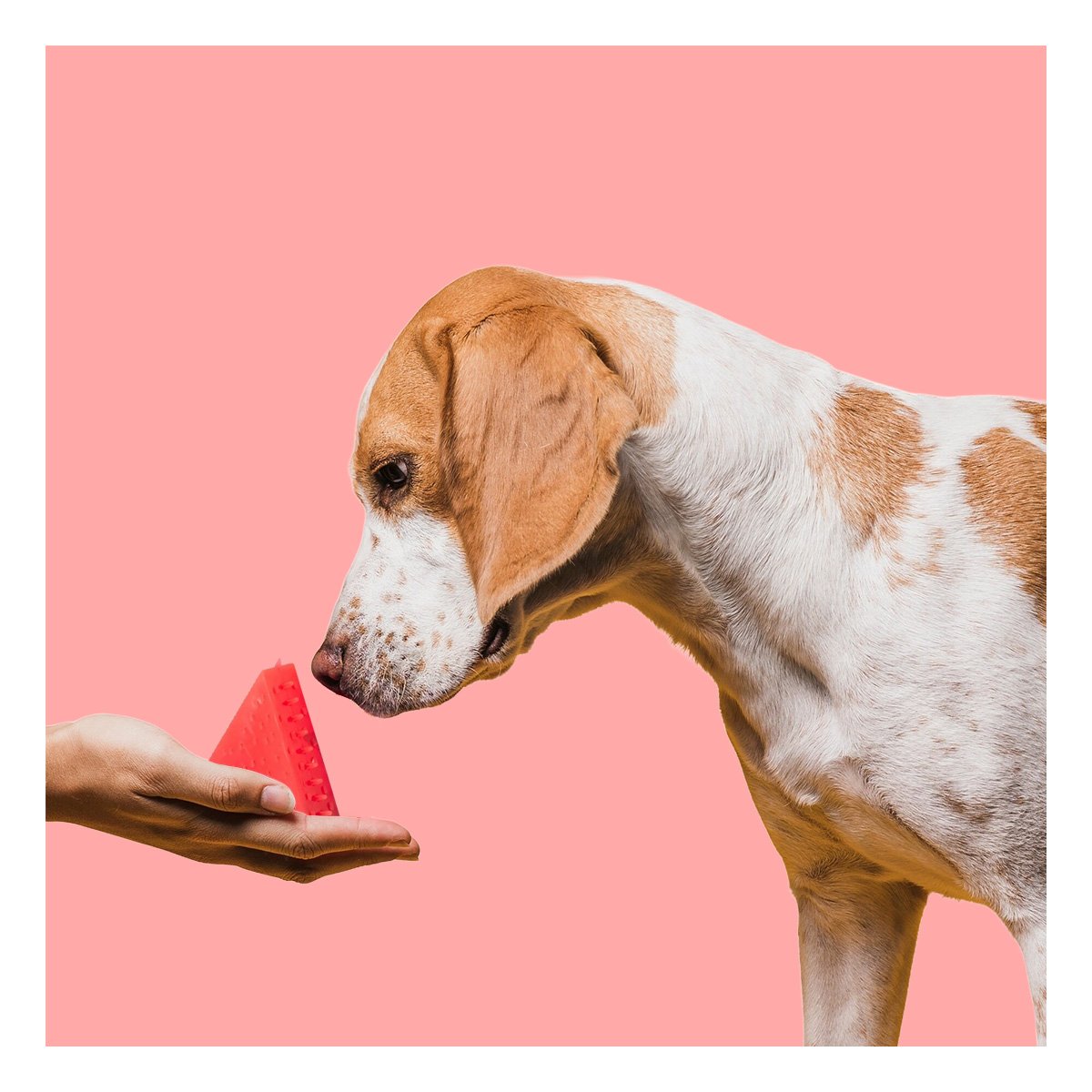 PACK12 FIGURA DIVERTIDA DE PVC EN FORMA DE SANDIA PARA MASCOTA ROJO PARA JUEGOS Y+PAPEL REGALO - 3