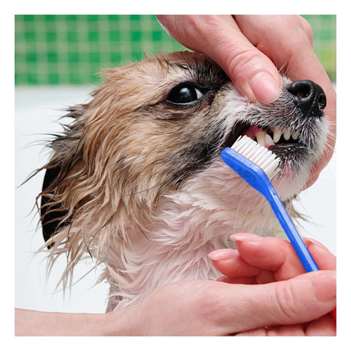 PACK6 CONJUNTO HIGIENE DENTAL AZUL 4 PIEZAS PARA MANTENER BOCA SALUDABLE Y+REGALO STICKER - 5