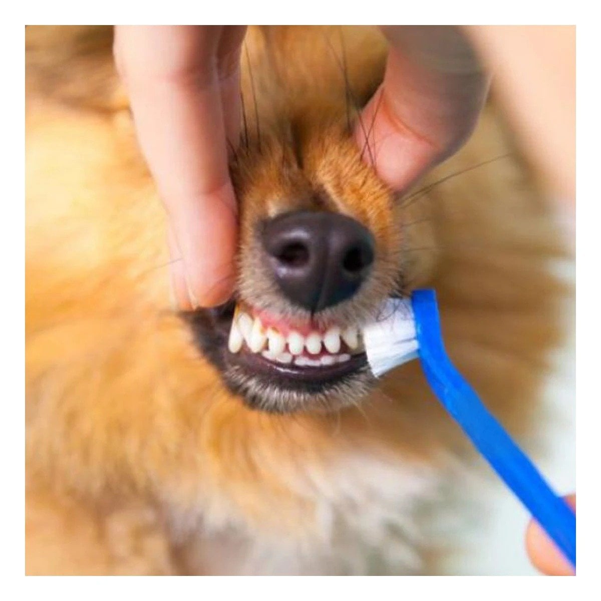 PACK4 KIT LIMPIEZA DENTAL AZUL 4 PIEZAS PARA USO DIARIO EN CASA Y+REGALO STICKER - 3