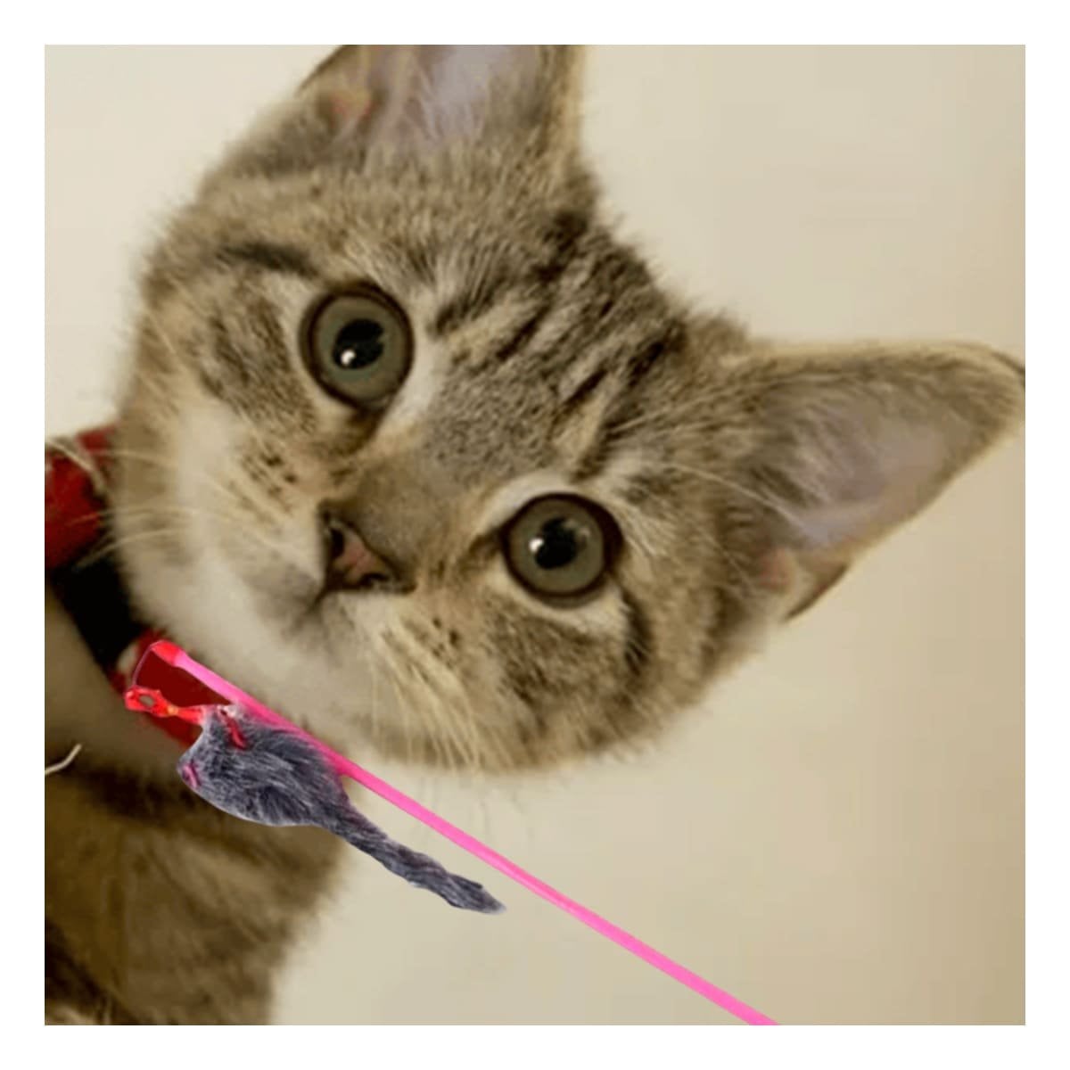 PACK6 ACCESORIO INTERACTIVO CON VARITA DE COLOR ROSADO PARA GATO Y RATON PLOMO Y+REGALO STICKER - 3