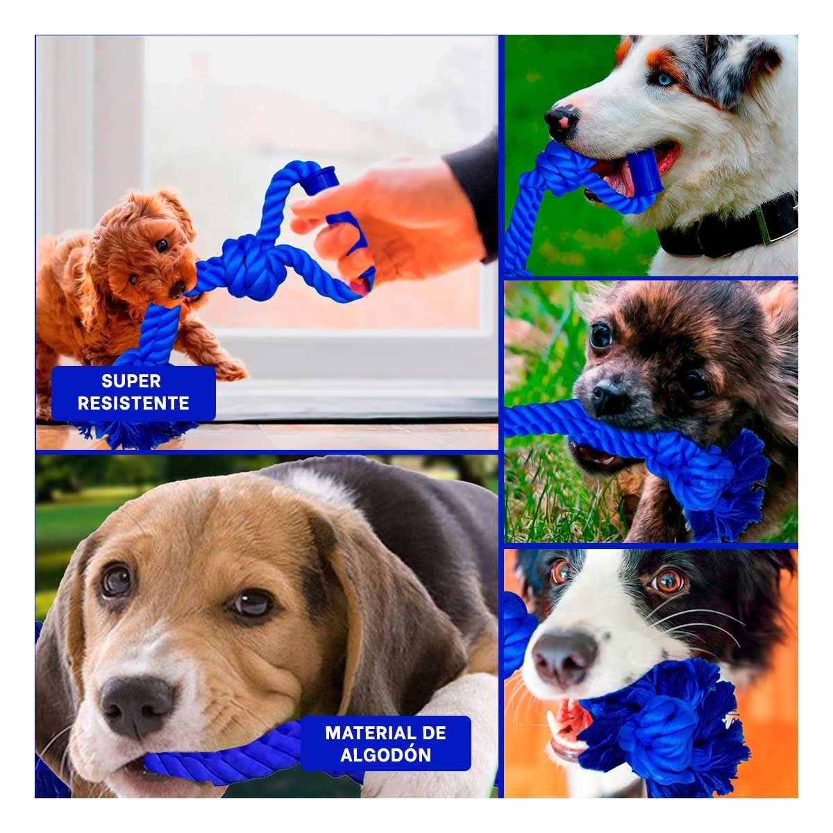 PACK4 ACCESORIO FUNCIONAL PARA PERRO CON AGARRADERA EN COLOR AZUL Y+REGALO STICKER - 2