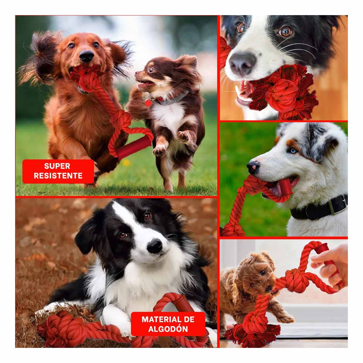 PACK4 ACCESORIO FUNCIONAL PARA PERRO CON AGARRADERA EN COLOR ROJO Y+REGALO STICKER - 2