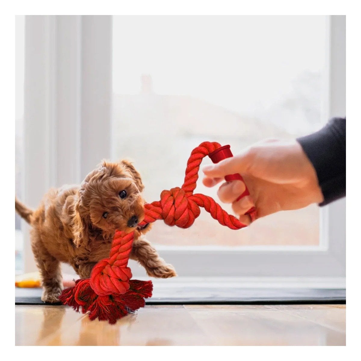 PACK4 ACCESORIO FUNCIONAL PARA PERRO CON AGARRADERA EN COLOR ROJO Y+REGALO STICKER - 3