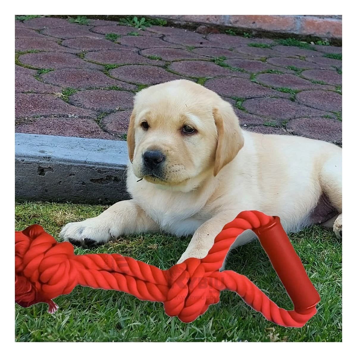 PACK12 CUERDA COMPACTA PARA PERRO CON AGARRADERA DE COLOR ROJO Y+PAPEL REGALO - 3