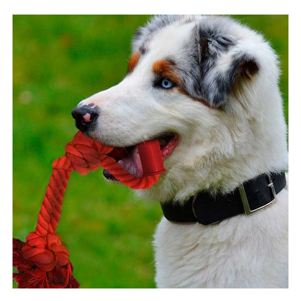 PACK12 CUERDA COMPACTA PARA PERRO CON AGARRADERA DE COLOR ROJO Y+PAPEL REGALO - 5