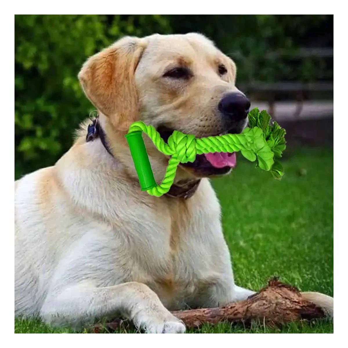 PACK12 CUERDA ACTIVA DE ALGODON VERDE LIMON PARA PERRO CON AGARRADERA COMODA Y+REGALO STICKER - 5