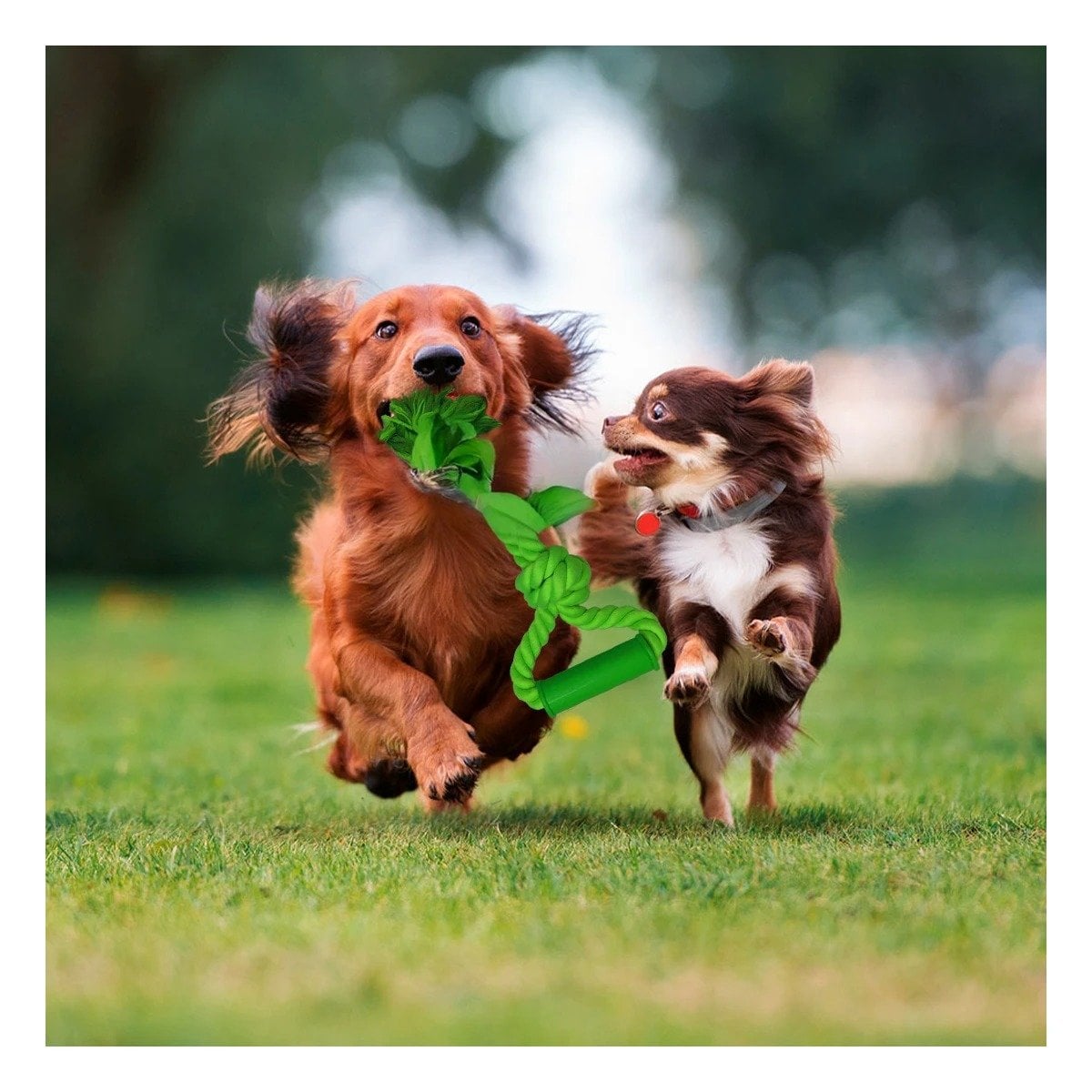 PACK4 SOGA DINAMICA PARA PERRO CON AGARRADERA VERDE LIMON DE ALGODON RESISTENTE - 3