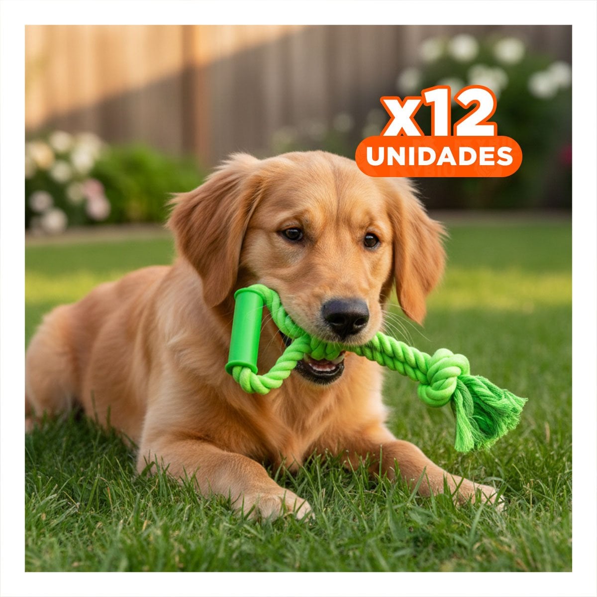PACK12 SOGA PRACTICA PARA PERRO CON AGARRADERA DE COLOR VERDE LIMON Y DISEÑO ESTABLE - 1