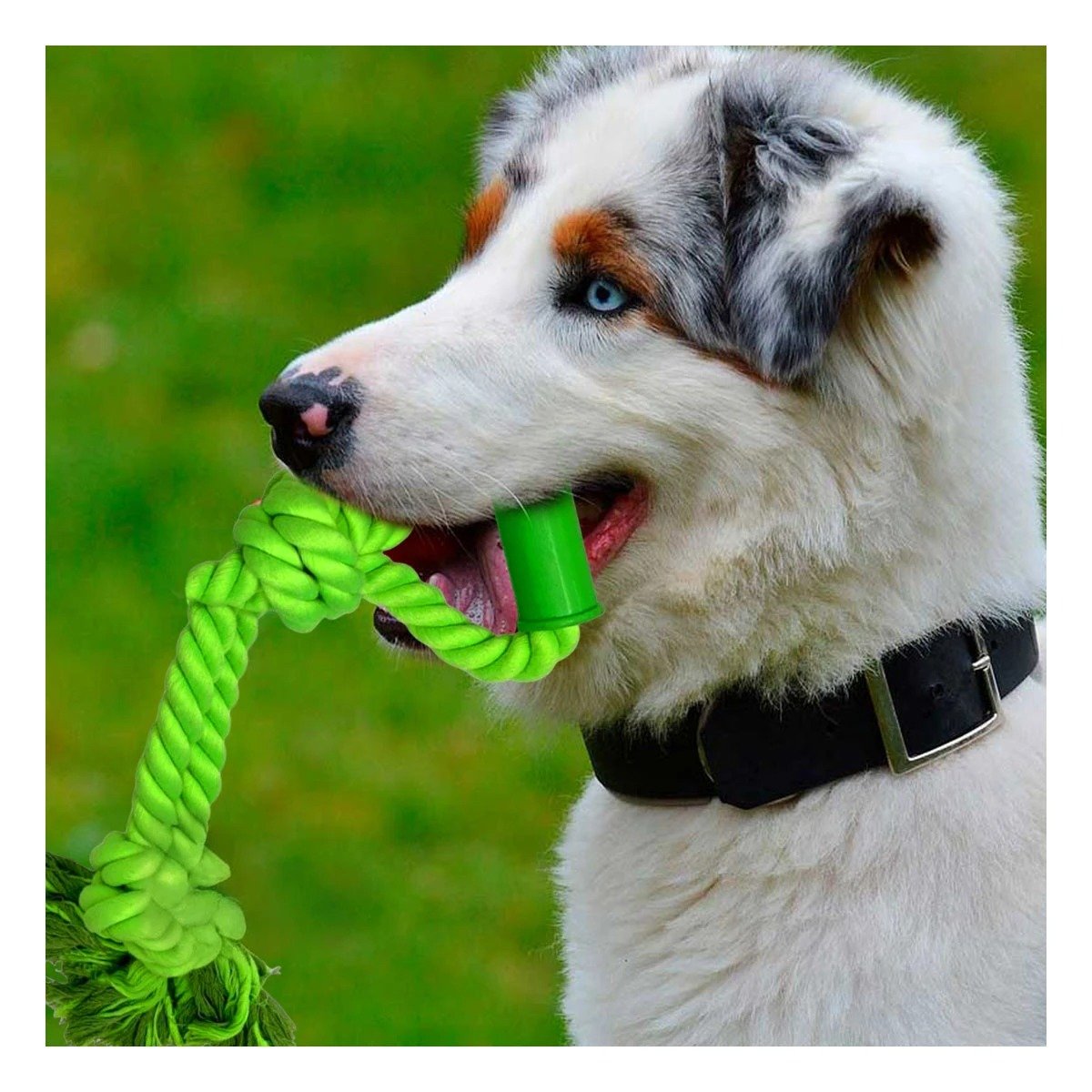 PACK12 SOGA PRACTICA PARA PERRO CON AGARRADERA DE COLOR VERDE LIMON Y DISEÑO ESTABLE - 2
