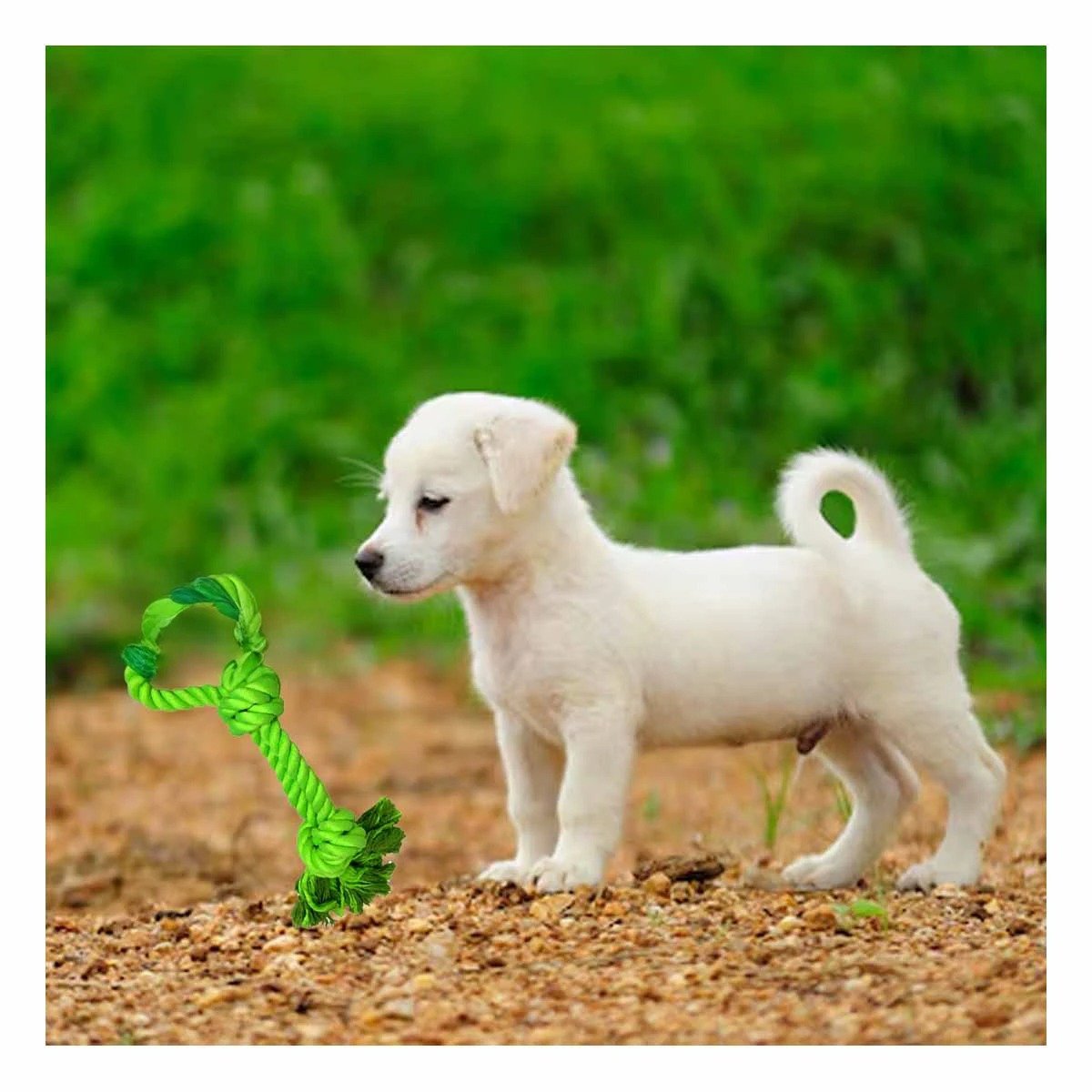 PACK6 CUERDA LIGERA DE ALGODON VERDE LIMON PARA PERRO CON AGARRADERA PRACTICA Y+PAPEL REGALO - 5