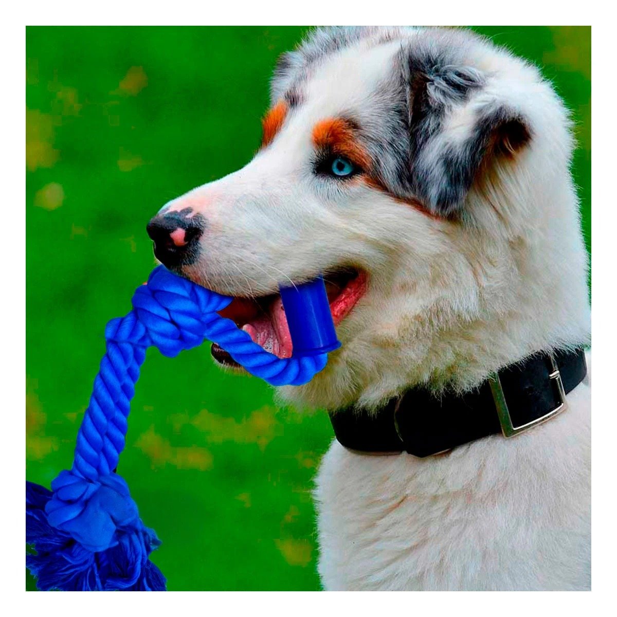 PACK12 CUERDA COMPACTA PARA PERRO CON AGARRADERA DE COLOR AZUL Y+PAPEL REGALO - 3