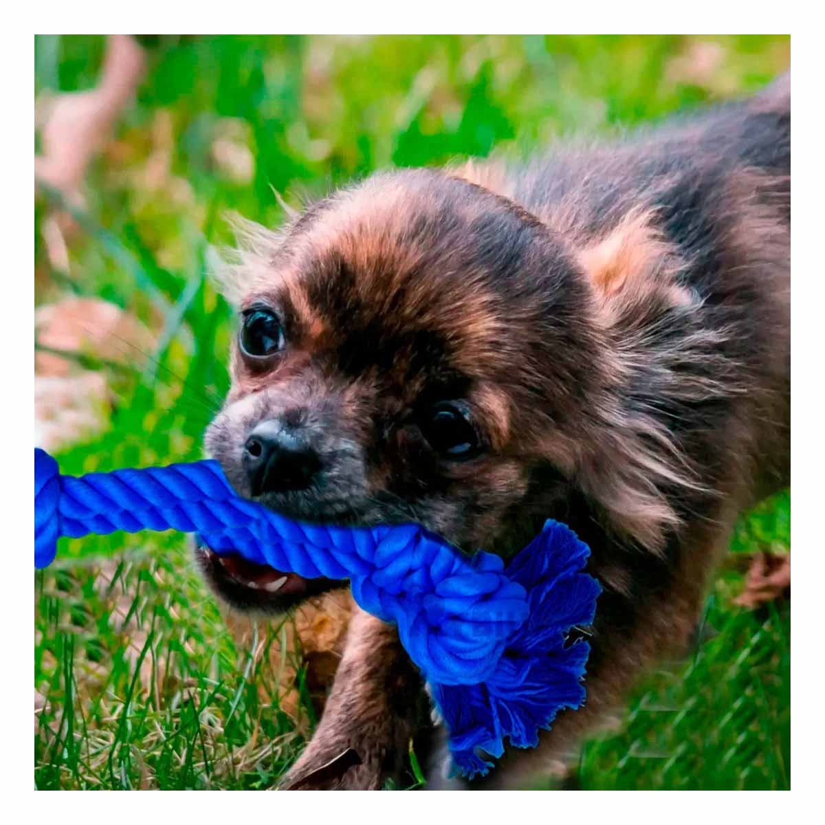 PACK12 CUERDA COMPACTA PARA PERRO CON AGARRADERA DE COLOR AZUL Y+PAPEL REGALO - 5