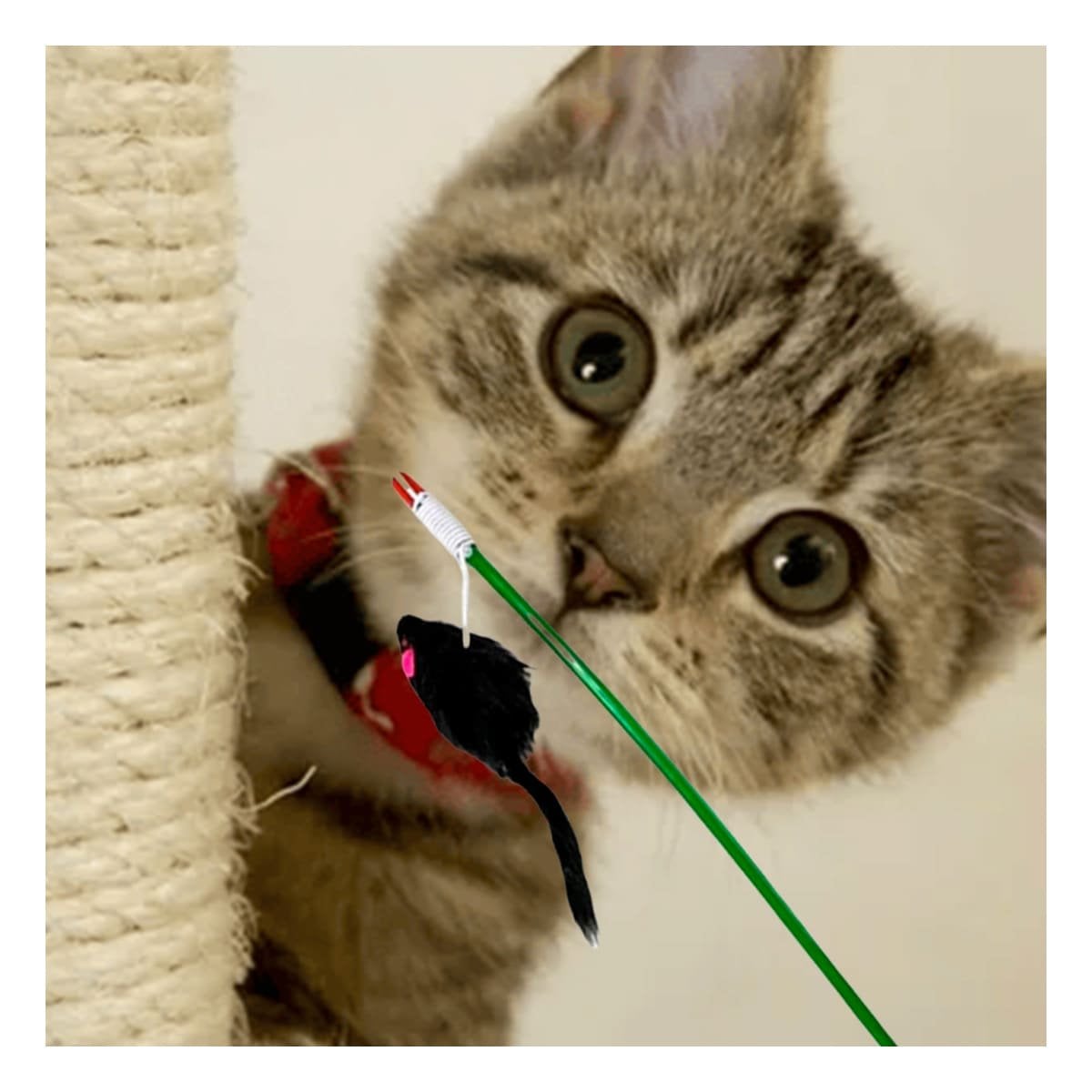 PACK6 ACCESORIO INTERACTIVO CON VARITA DE COLOR VERDE PARA GATO Y RATON NEGRO Y+REGALO STICKER - 3