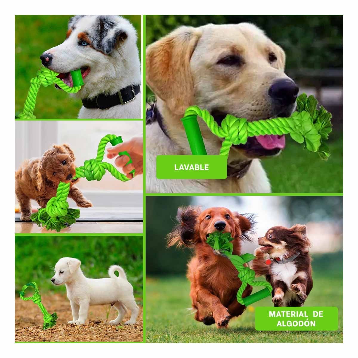 PACK4 ACCESORIO FUNCIONAL PARA PERRO CON AGARRADERA EN COLOR VERDE LIMON Y+REGALO STICKER - 2