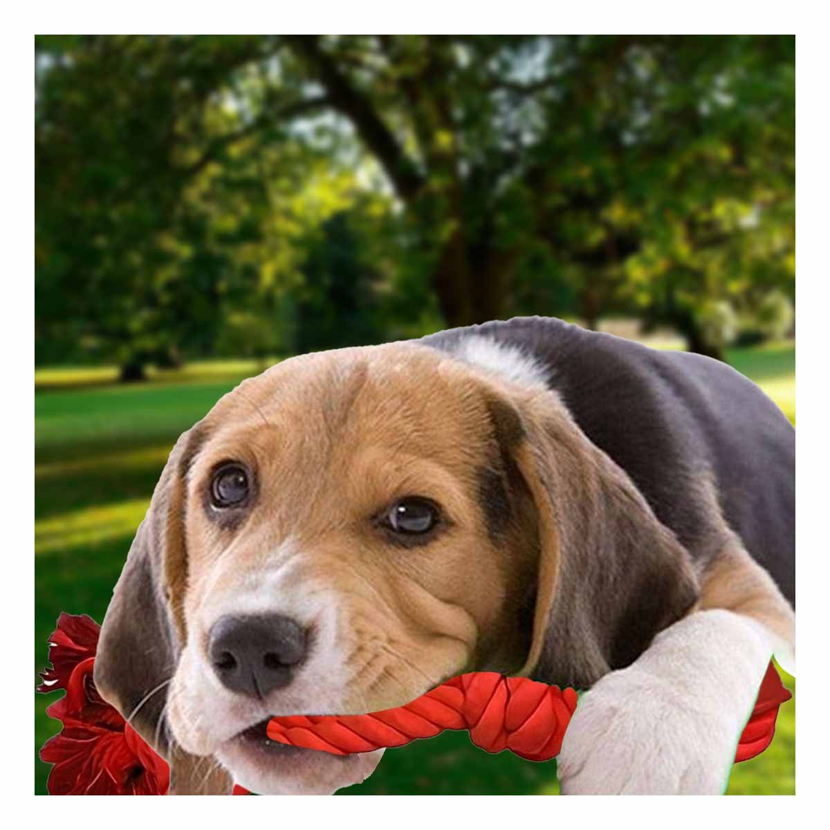 PACK12 CUERDA ACTIVA DE ALGODON ROJO PARA PERRO CON AGARRADERA COMODA Y+REGALO STICKER - 3