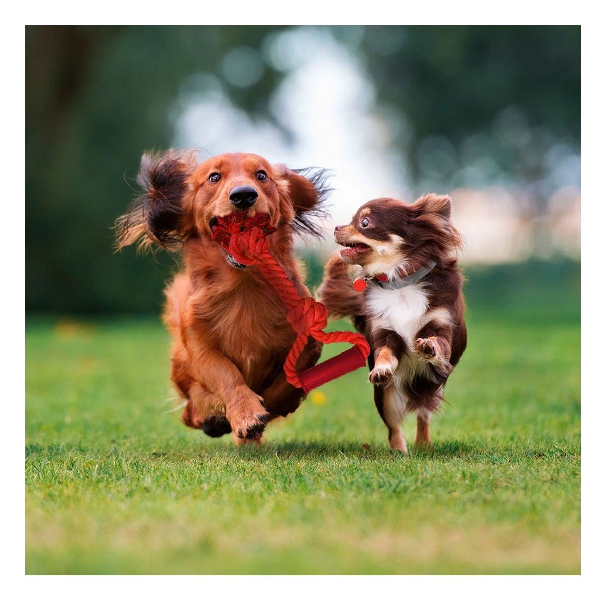 PACK12 CUERDA ACTIVA DE ALGODON ROJO PARA PERRO CON AGARRADERA COMODA Y+REGALO STICKER - 5