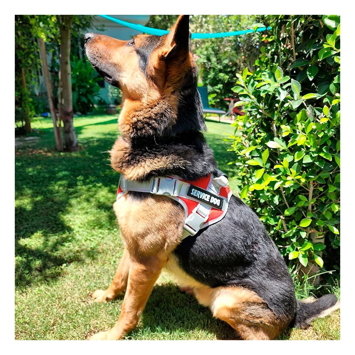 PACK6 HARNESS RESISTENTE SERVICE DOG TALLA XL ROJO CON ASA - 3