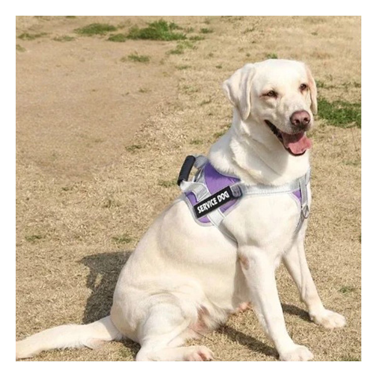 CHALECO PROFESIONAL SERVICE DOG TALLA L MORADO CON ASA - 2
