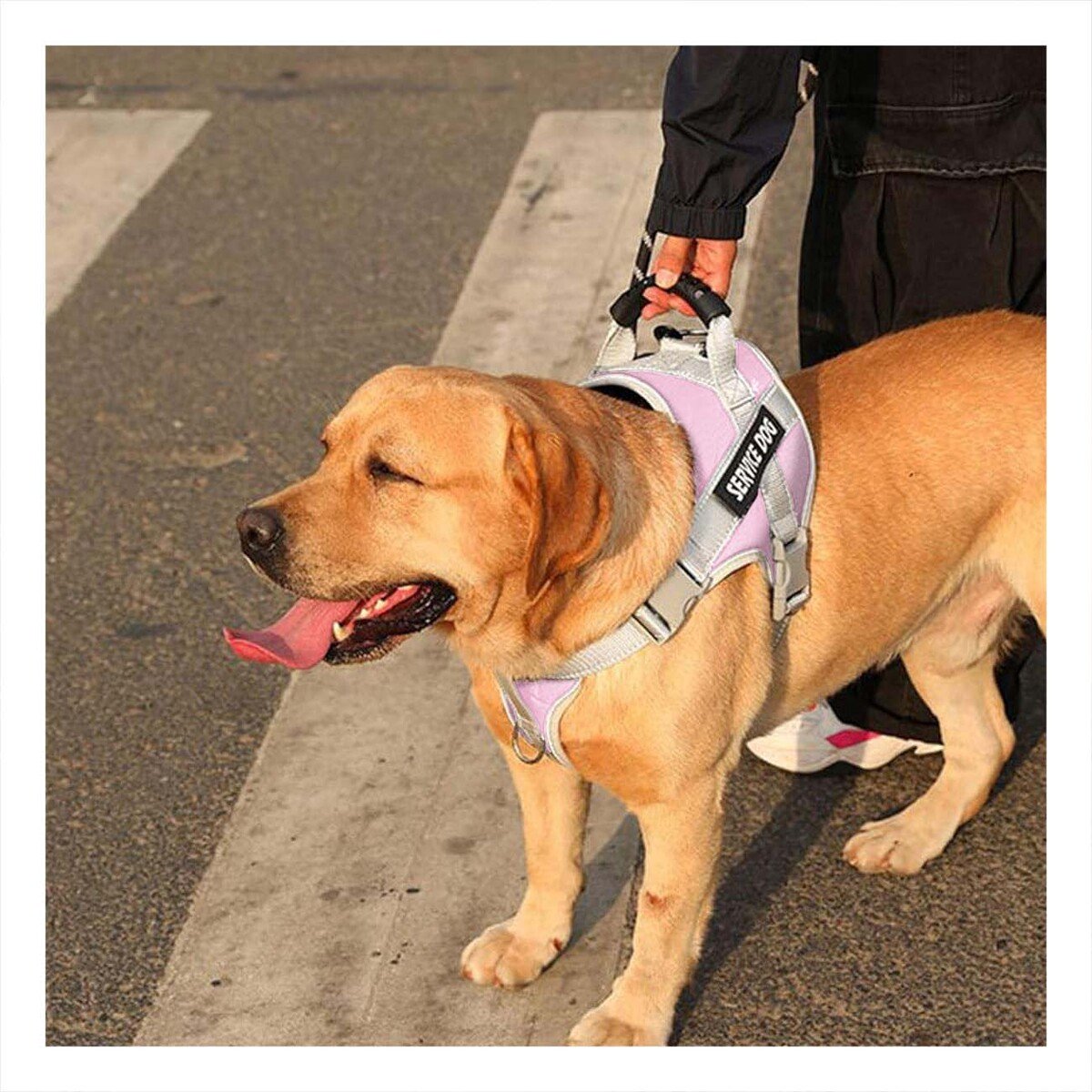 PACK2 PETO AJUSTABLE SERVICE DOG TALLA XL ROSADO CLARO CON ASA Y+REGALO STICKER - 3