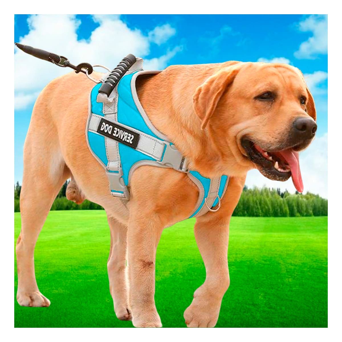 ARNES AJUSTABLE SERVICE DOG TALLA L TURQUEZA CON ASA Y+POST IT - 2
